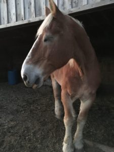 We were only able to save one of the seven horses that needed our help